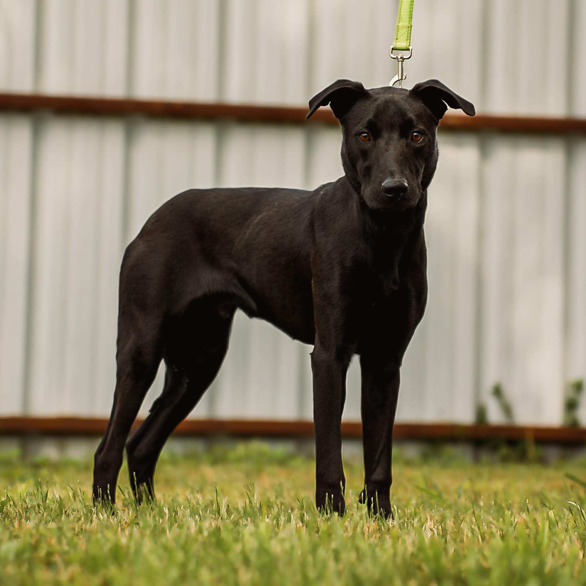 Enlarge Harley, a Adoptable mixed breed in Argyle, TX image 2/5