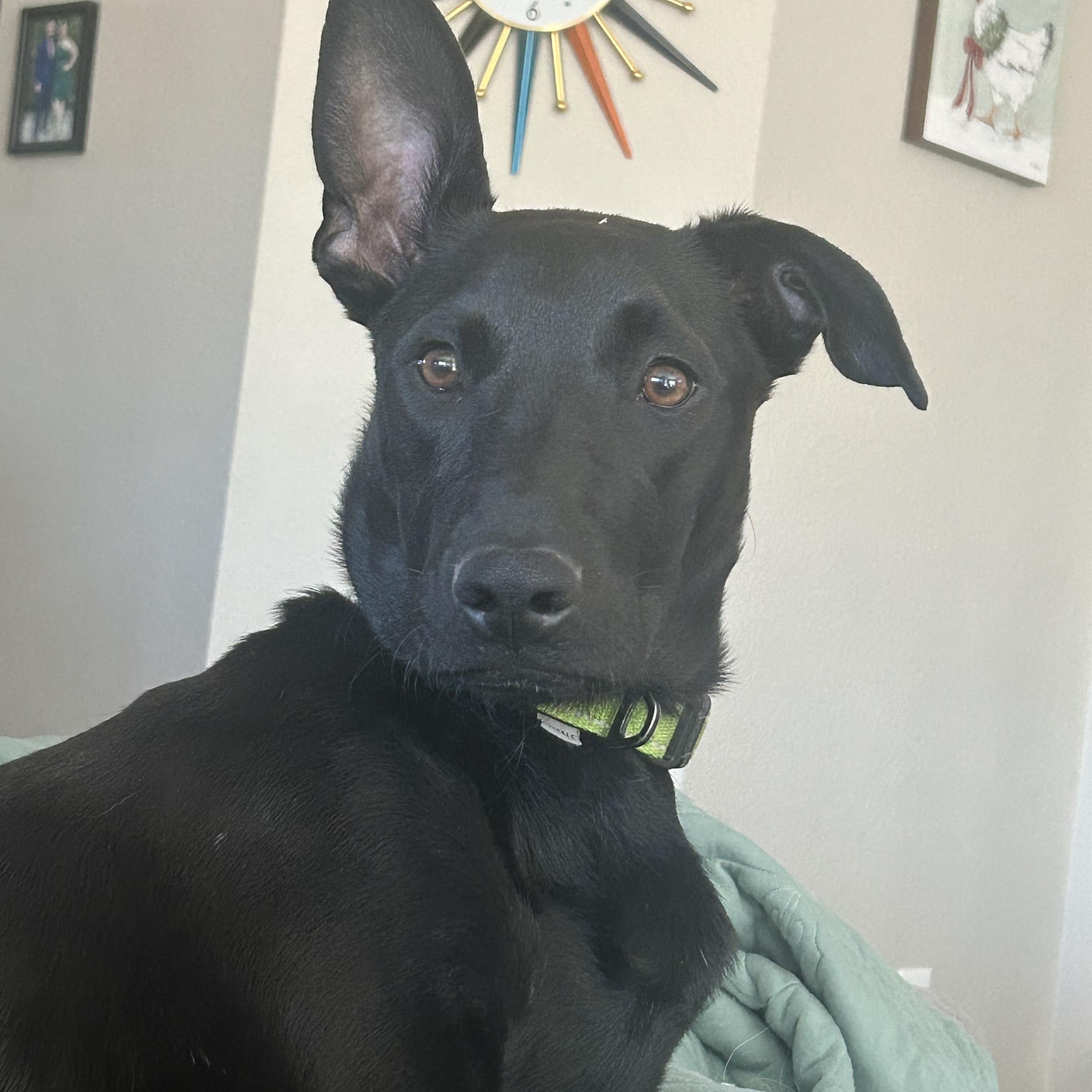 Enlarge Harley, a Adoptable mixed breed in Burleson, TX image 3/3