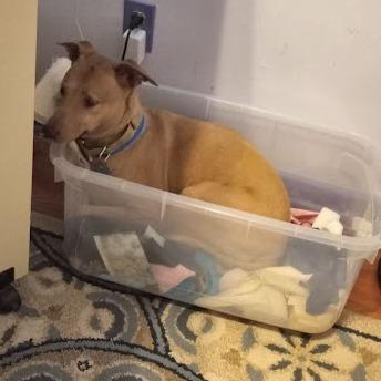 Grimes, ADOPTABLE, Senior Male Whippet.