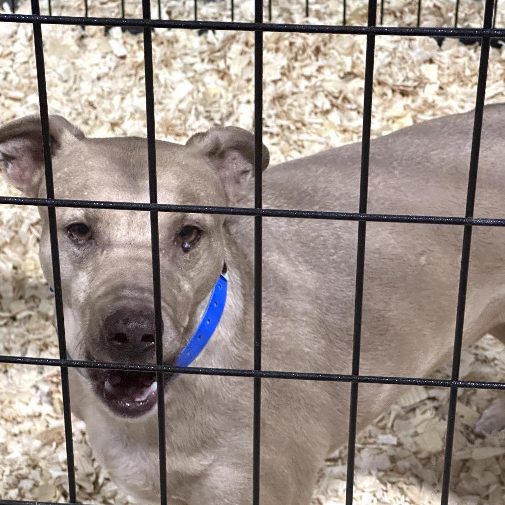 Enlarge Grimes, a ADOPTABLE mixed breed in Kansas City, KS image 2/2