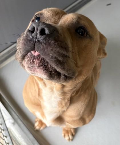 Enlarge Wilson, a Adoptable mixed breed in Cumming, GA image 1/3