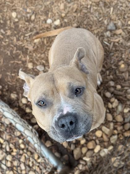 Enlarge Wilson, a Adoptable mixed breed in Cumming, GA image 3/4