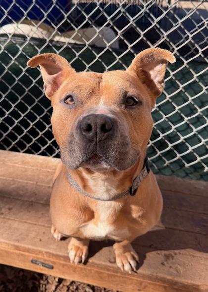 Enlarge Wilson, a Adoptable mixed breed in Cumming, GA image 4/4