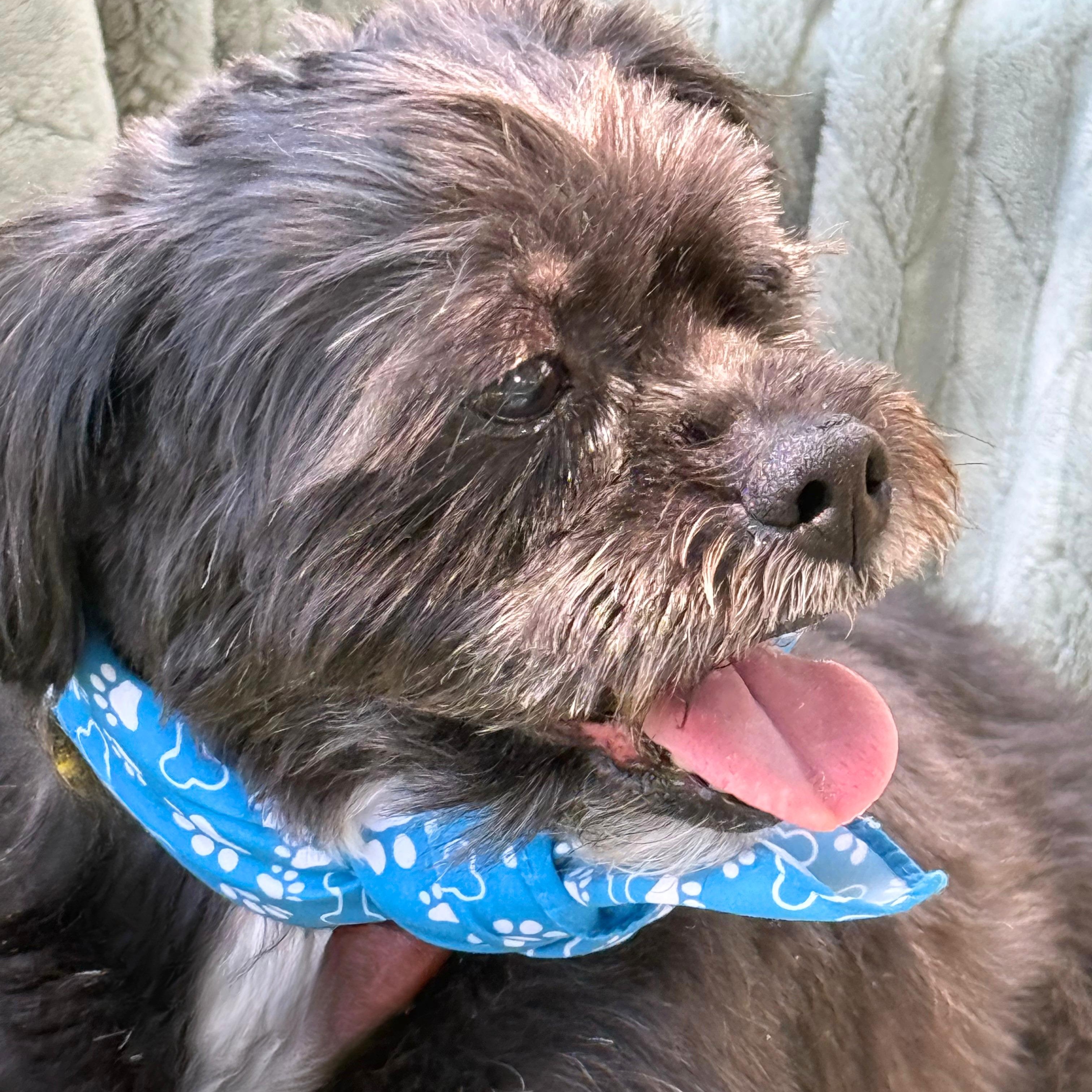 Enlarge EWOK, an adopted mixed breed in Indianapolis, IN image 2/6