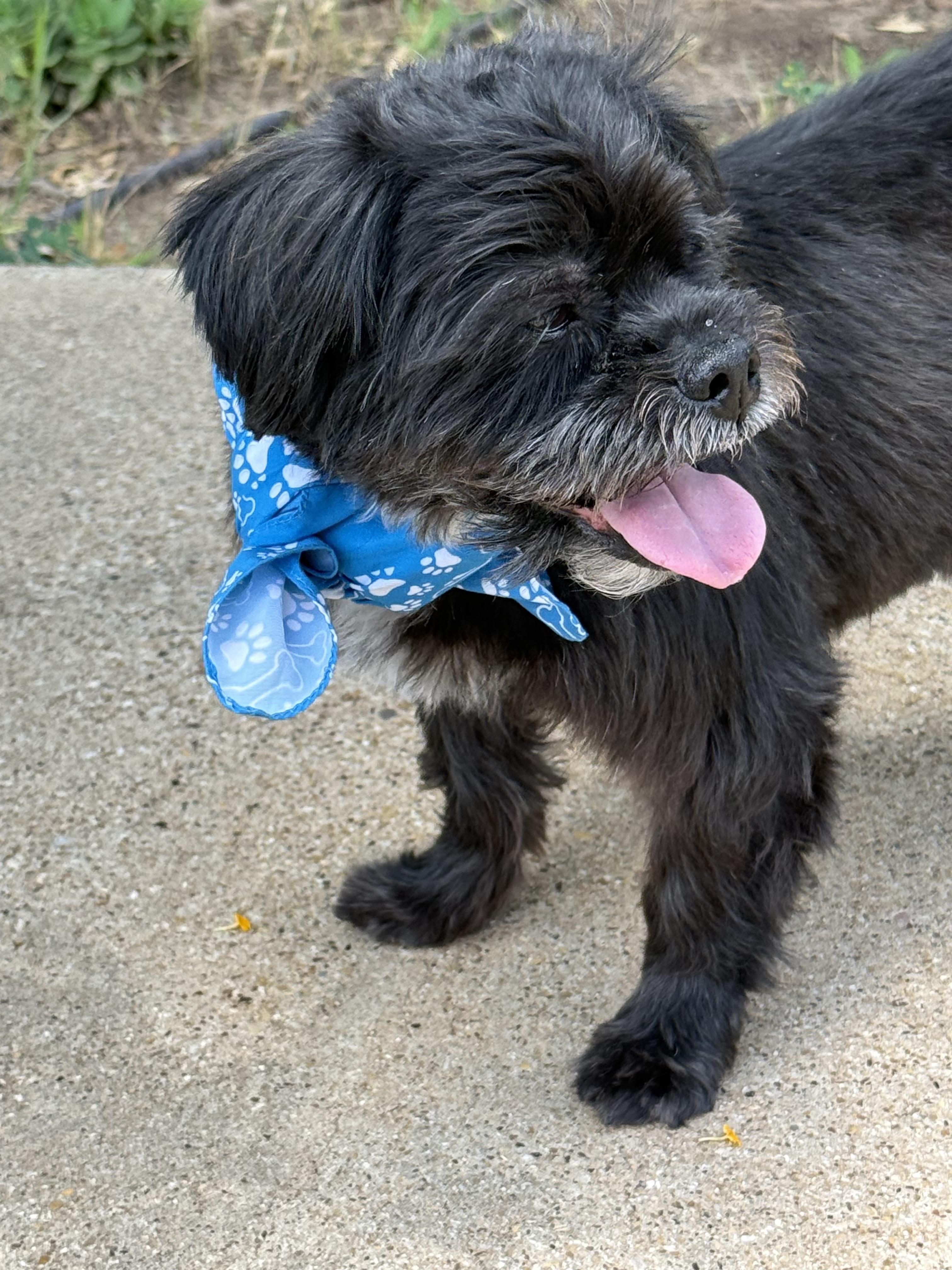 Enlarge EWOK, an adopted mixed breed in Indianapolis, IN image 4/6