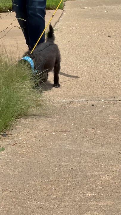 Enlarge EWOK, an adopted mixed breed in Indianapolis, IN video 6/6