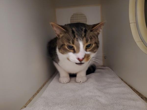 Cow Boy, Adoptable, Adult Male Domestic Short Hair.