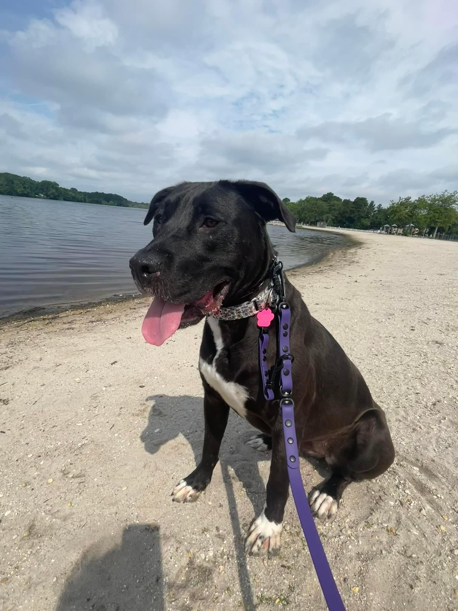 Nala, a Adoptable Labrador Retriever in Jackson , NJ image 5/6