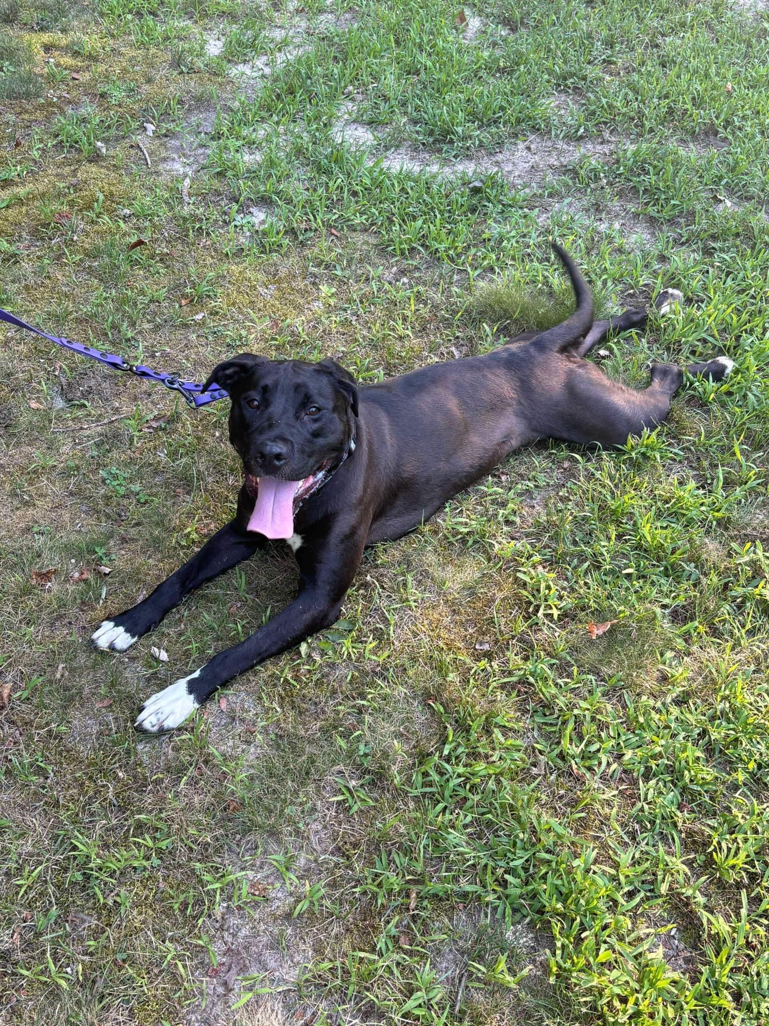 Nala, a Adoptable Labrador Retriever in Jackson , NJ image 6/6