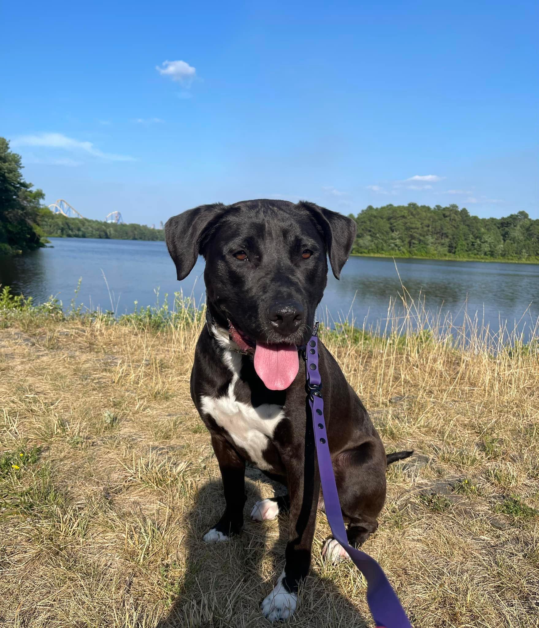 Nala, Adoptable, Adult Female Pit Bull Terrier.