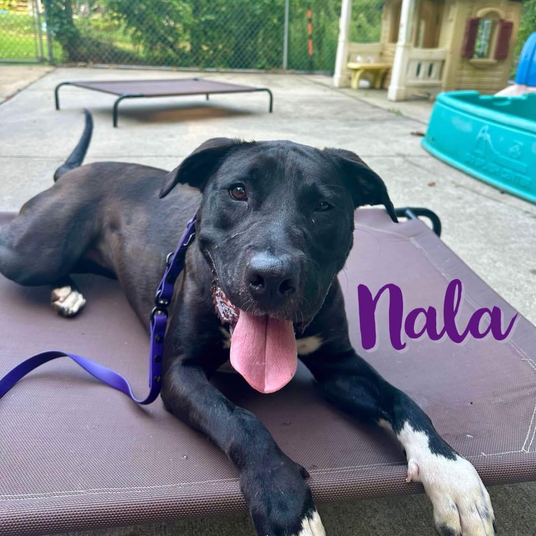 Nala, a Adoptable Labrador Retriever in Jackson , NJ image 3/6