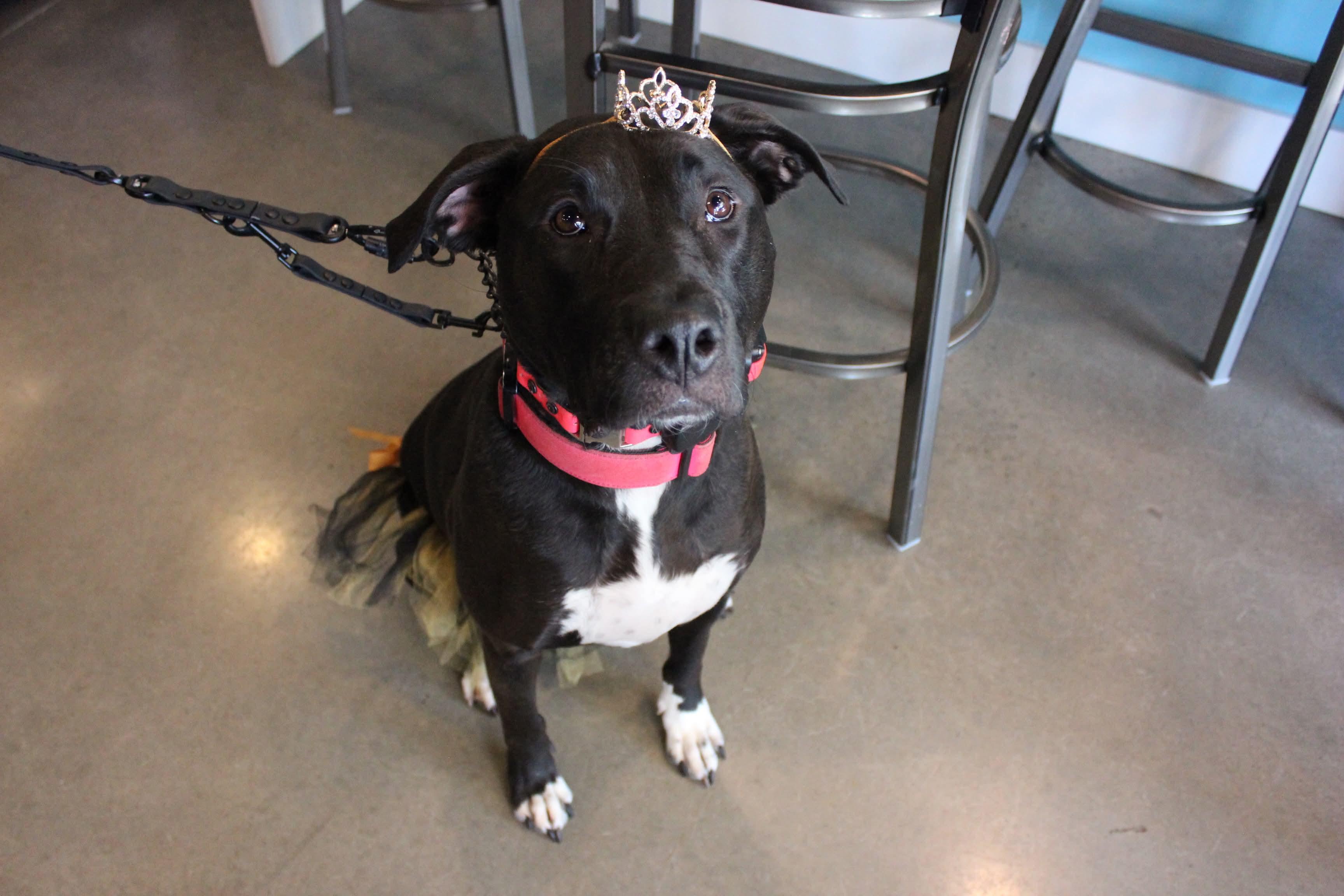 Nala, Adoptable, Young Female Labrador Retriever.