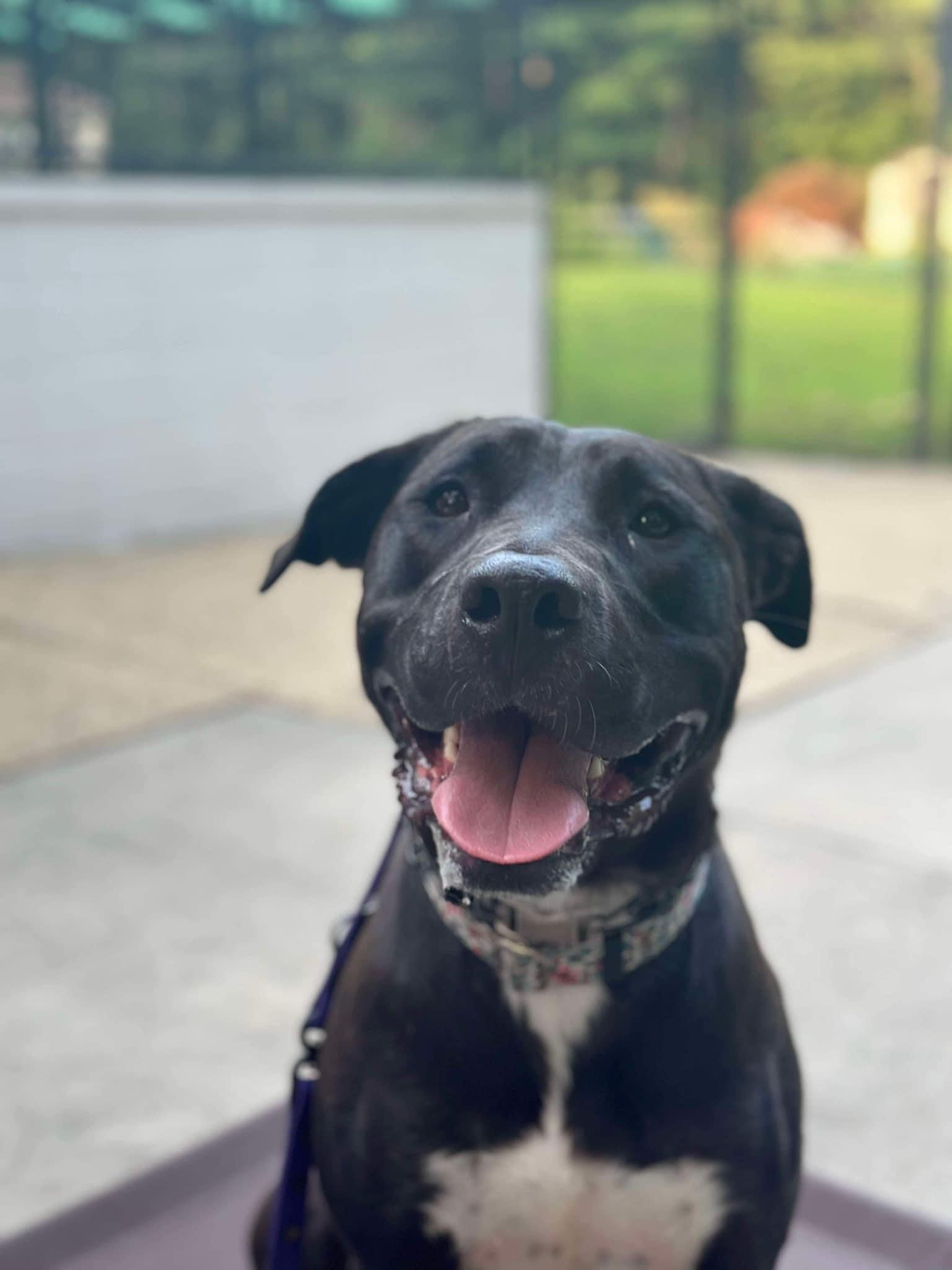 Nala, a Adoptable Labrador Retriever in Jackson , NJ image 2/6