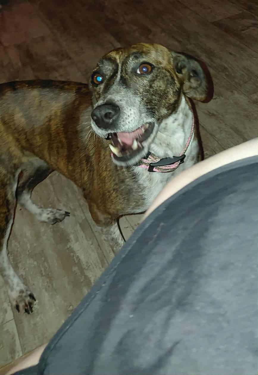 Enlarge Tilly, a Adoptable mixed breed in Florence, KY image 2/3