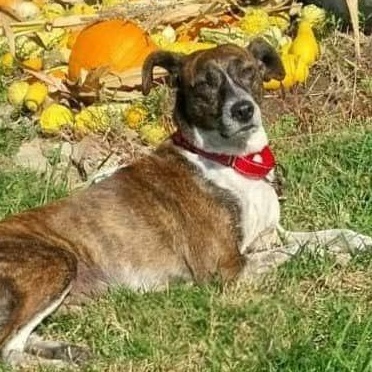 Enlarge Tilly, a Adoptable mixed breed in Florence, KY image 1/3