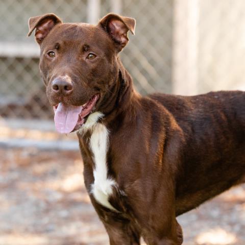 Enlarge BREWSTER, a Adoptable Pit Bull Terrier in Camarillo, CA image 1/1