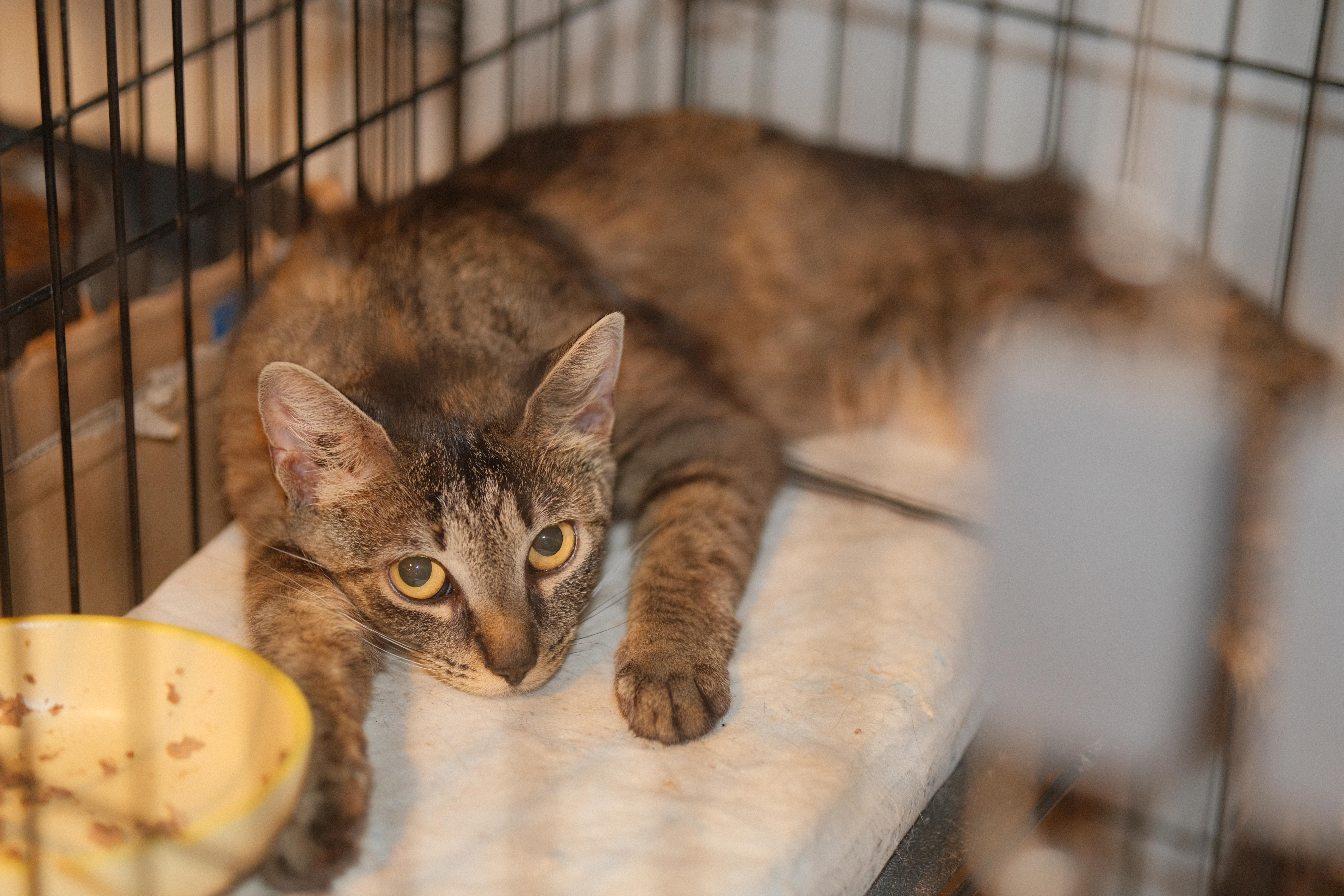 Enlarge Katie, a Adoptable mixed breed in Flushing, NY image 3/6