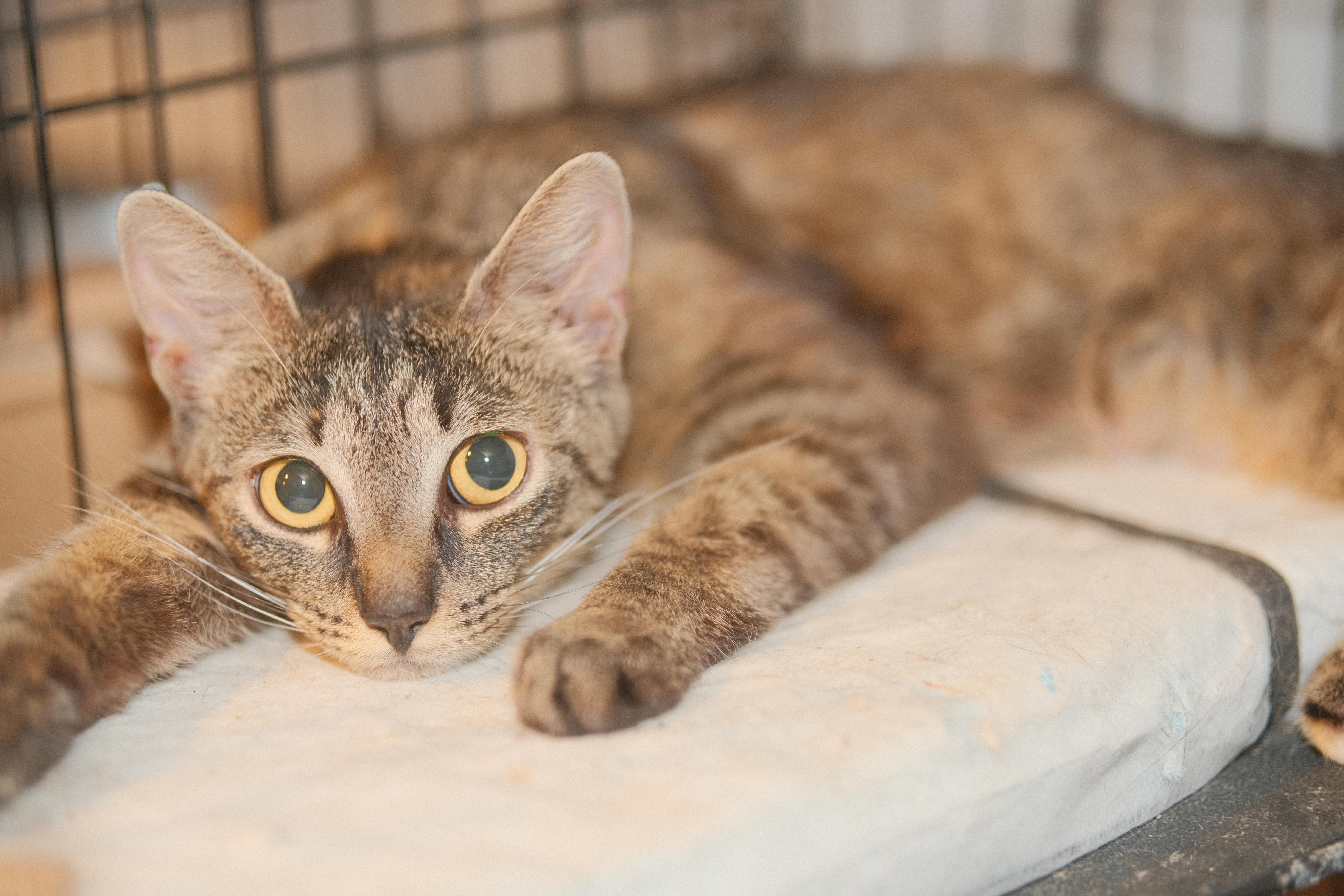 Enlarge Katie, a Adoptable mixed breed in Flushing, NY image 1/6