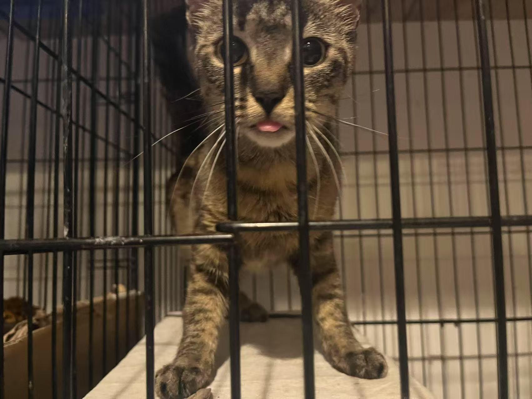 Enlarge Katie, a Adoptable mixed breed in Flushing, NY image 4/6