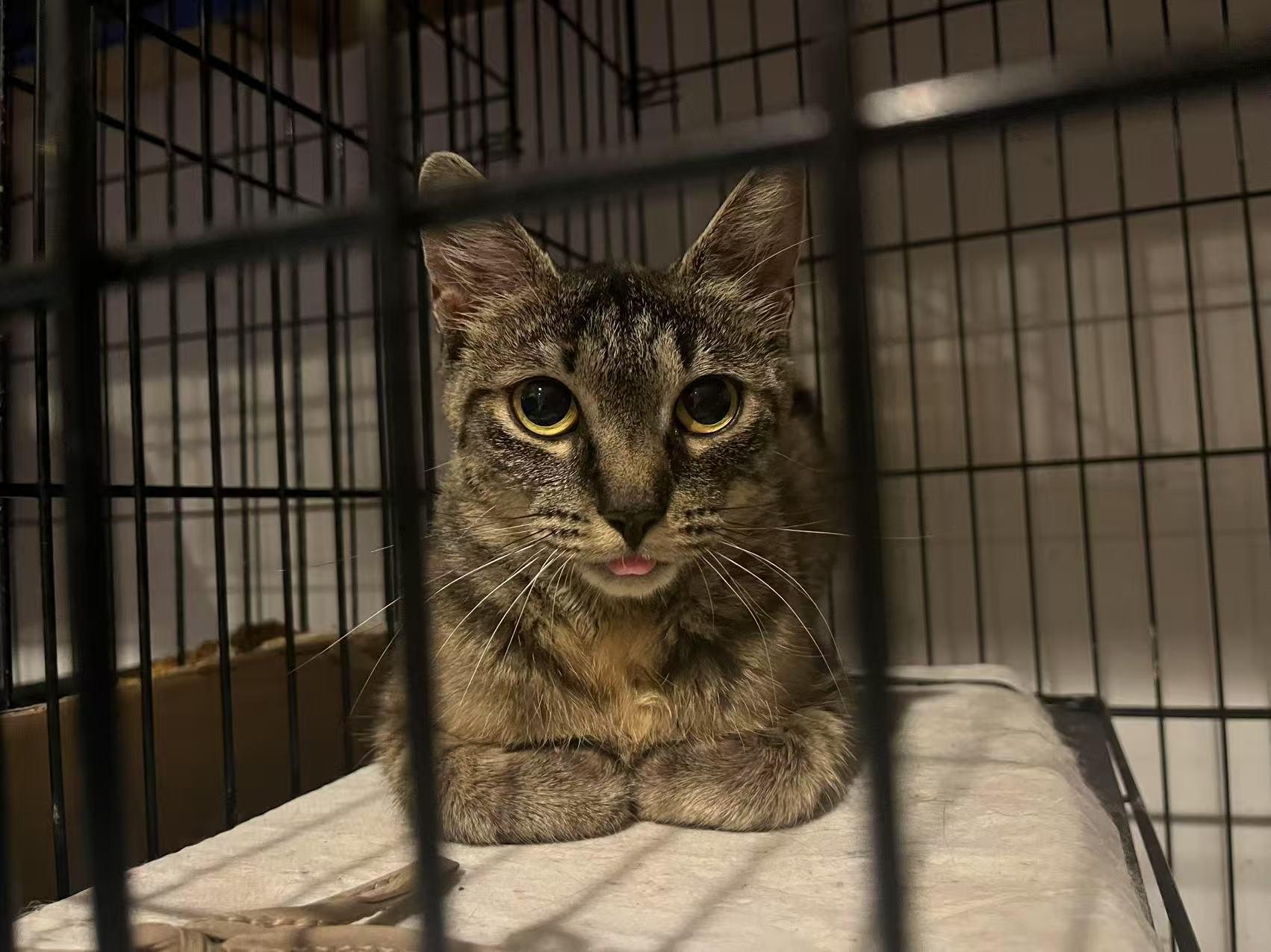 Enlarge Katie, a Adoptable mixed breed in Flushing, NY image 6/6