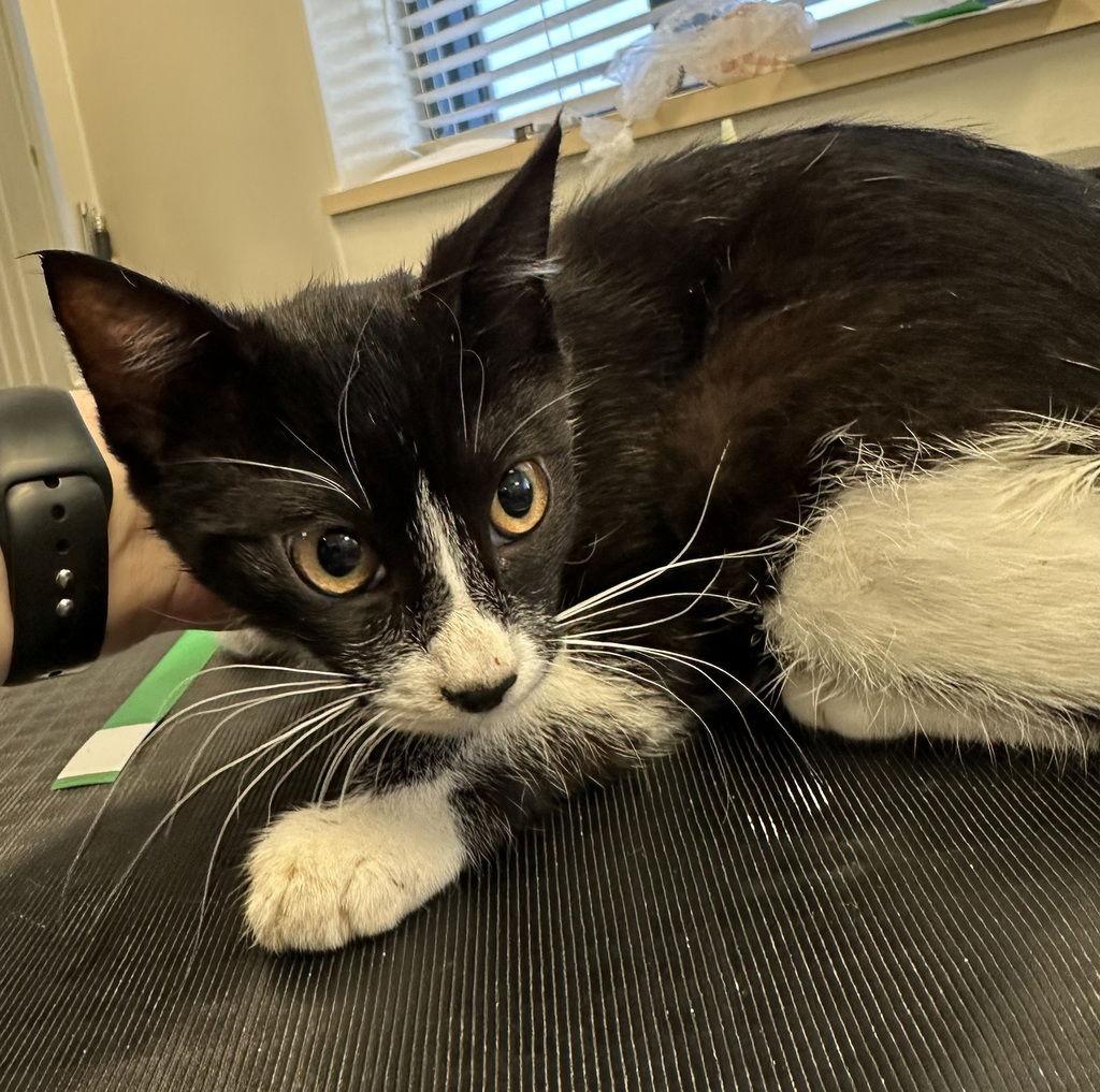 Enlarge Adeline 50325, a Adoptable Domestic Medium Hair in Petaluma, CA image 1/2