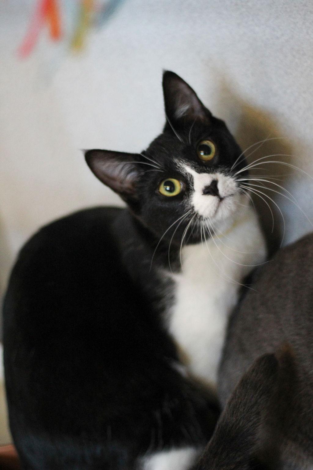 Enlarge Adeline 50325, a Adoptable Domestic Medium Hair in Petaluma, CA image 2/2