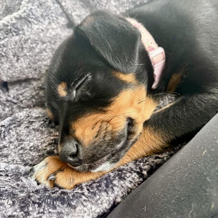 Enlarge Stevie Nicks, a ADOPTABLE mixed breed in Prior Lake, MN image 3/6