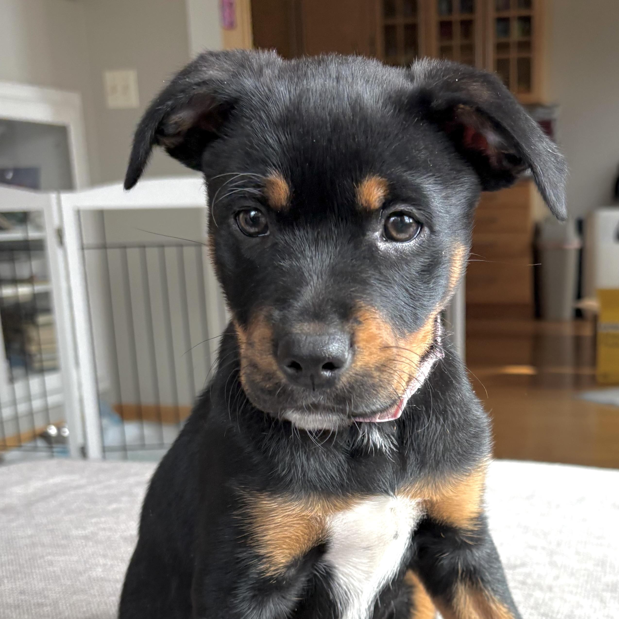 Enlarge Stevie Nicks, a ADOPTABLE mixed breed in Prior Lake, MN image 4/6