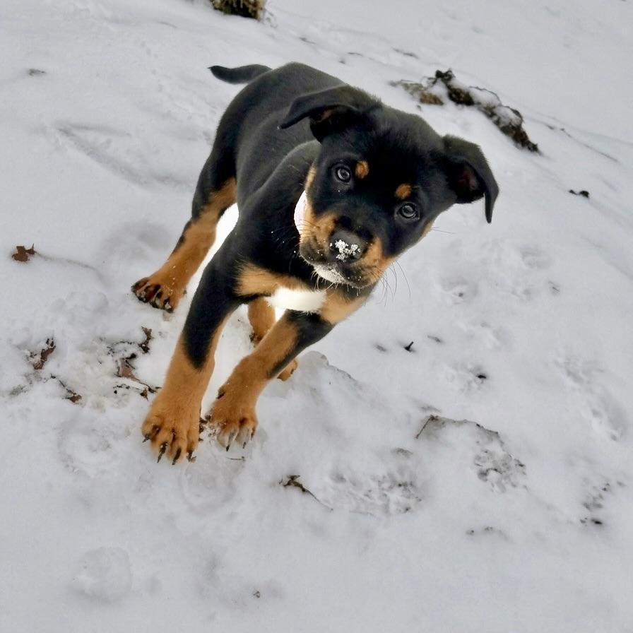 Enlarge Stevie Nicks, a ADOPTABLE mixed breed in Prior Lake, MN image 2/6
