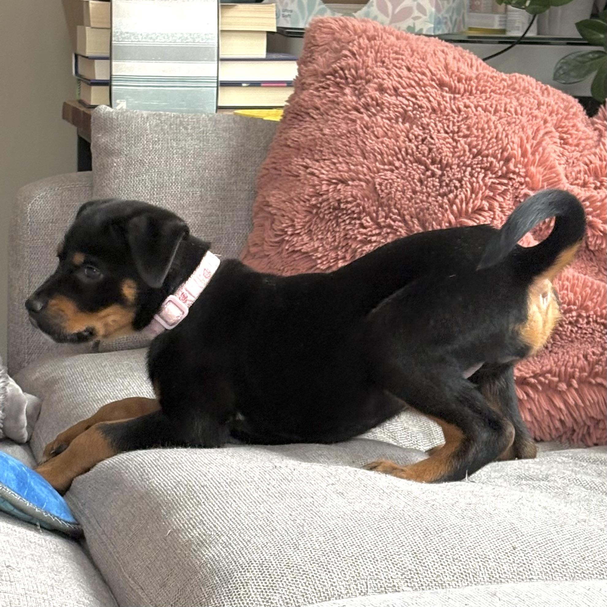 Enlarge Stevie Nicks, a ADOPTABLE mixed breed in Prior Lake, MN image 5/6