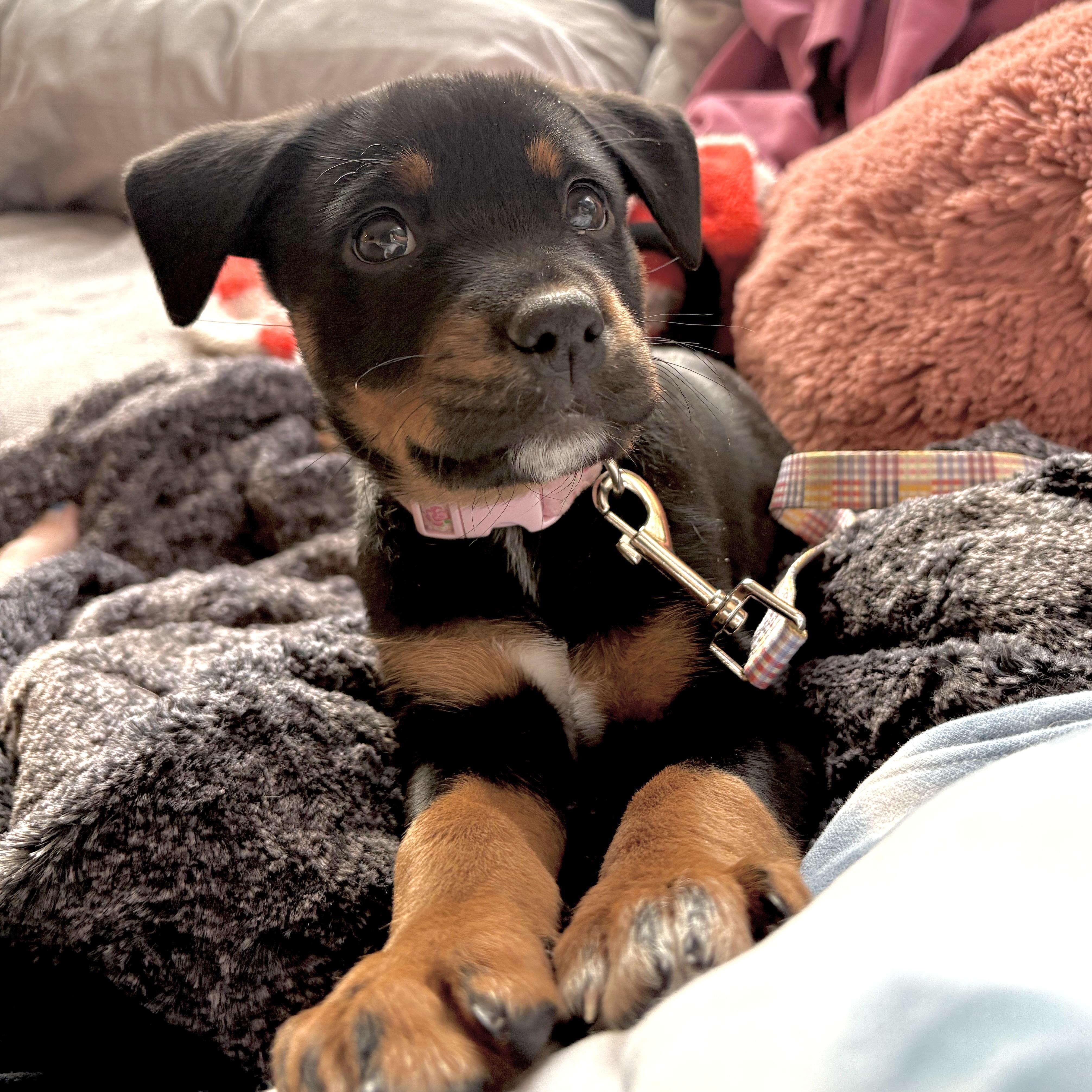 Enlarge Stevie Nicks, a ADOPTABLE mixed breed in Prior Lake, MN image 6/6