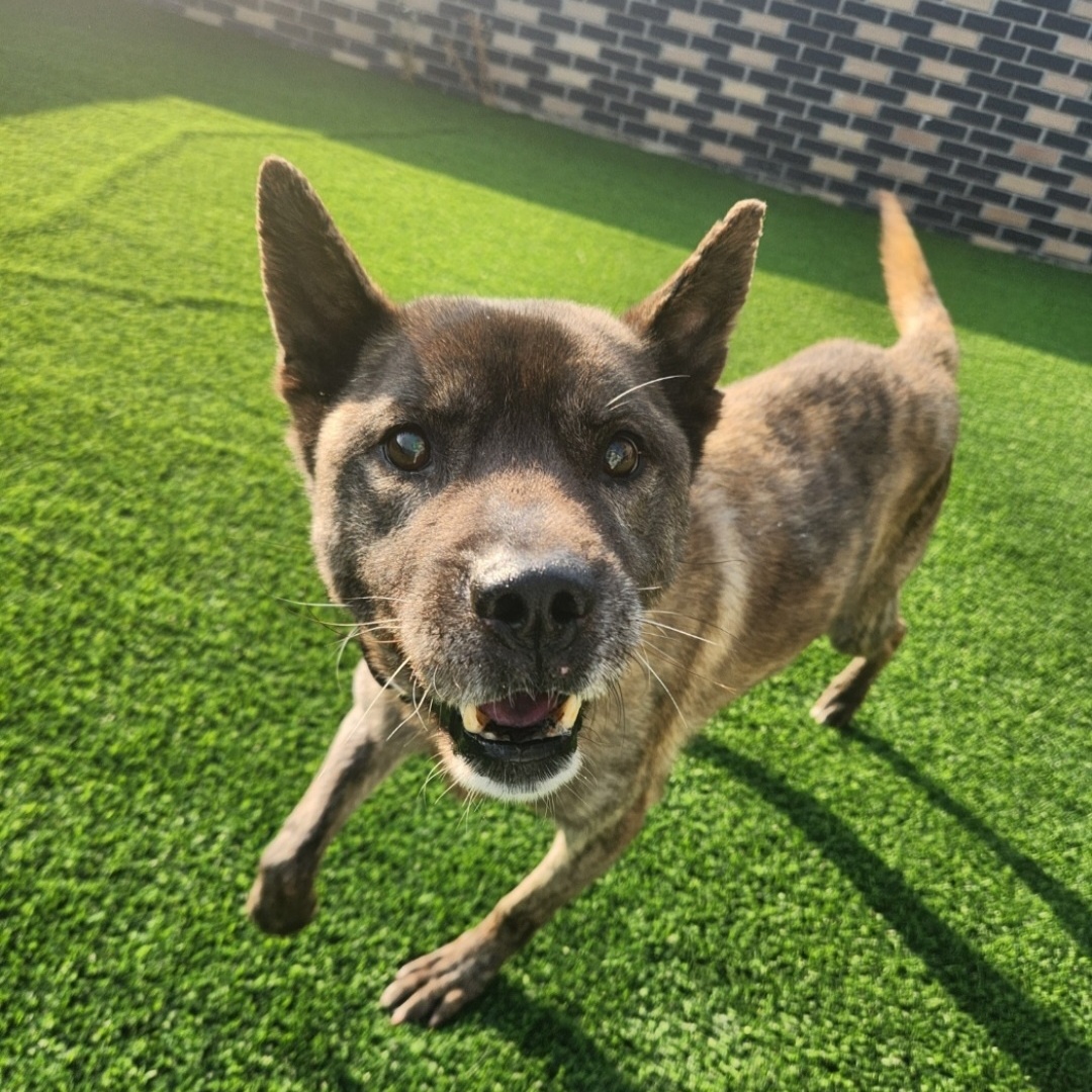 **HODONG, a Adoptable mixed breed in Springfield, VA image 2/5