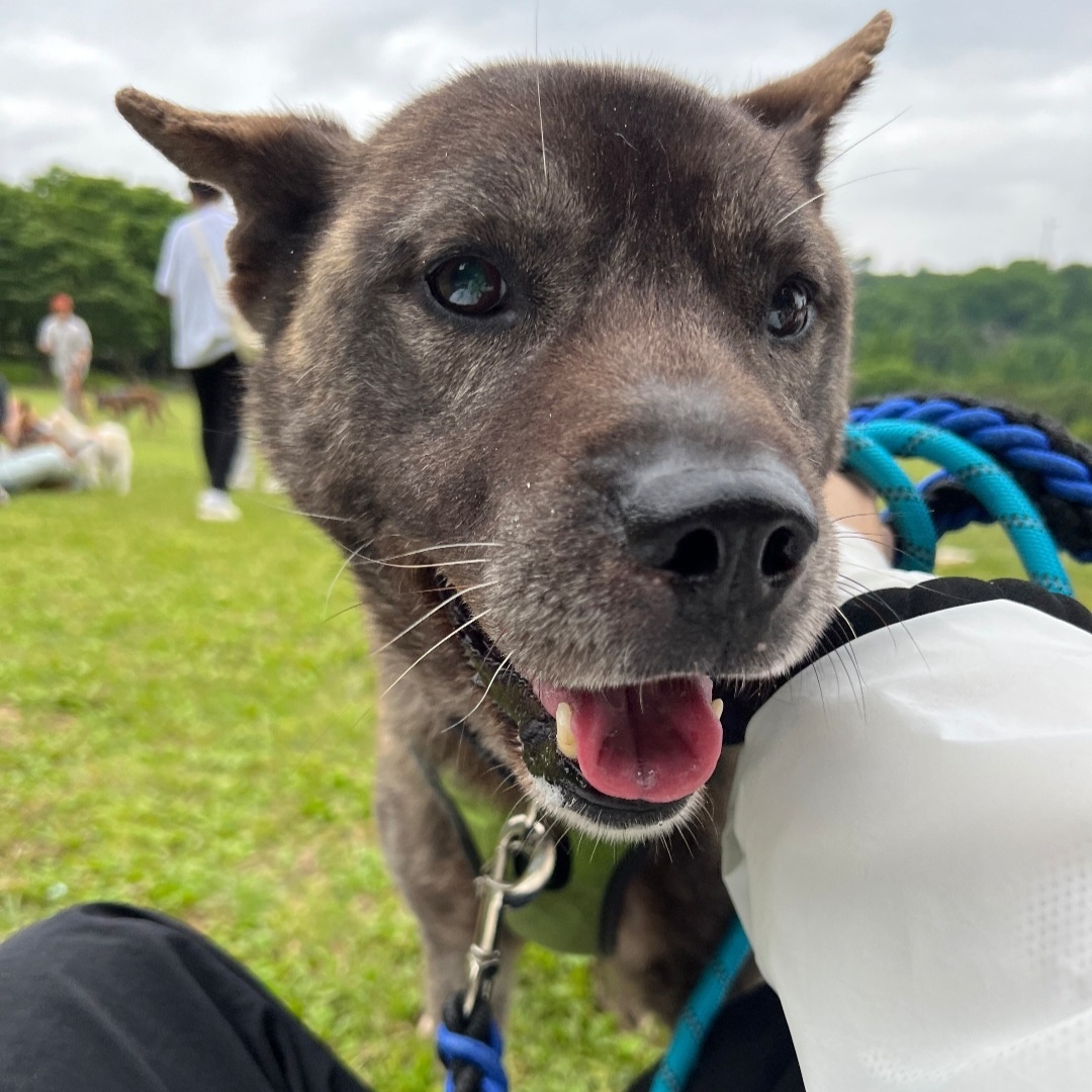 **HODONG, Adoptable, Adult Male Jindo.
