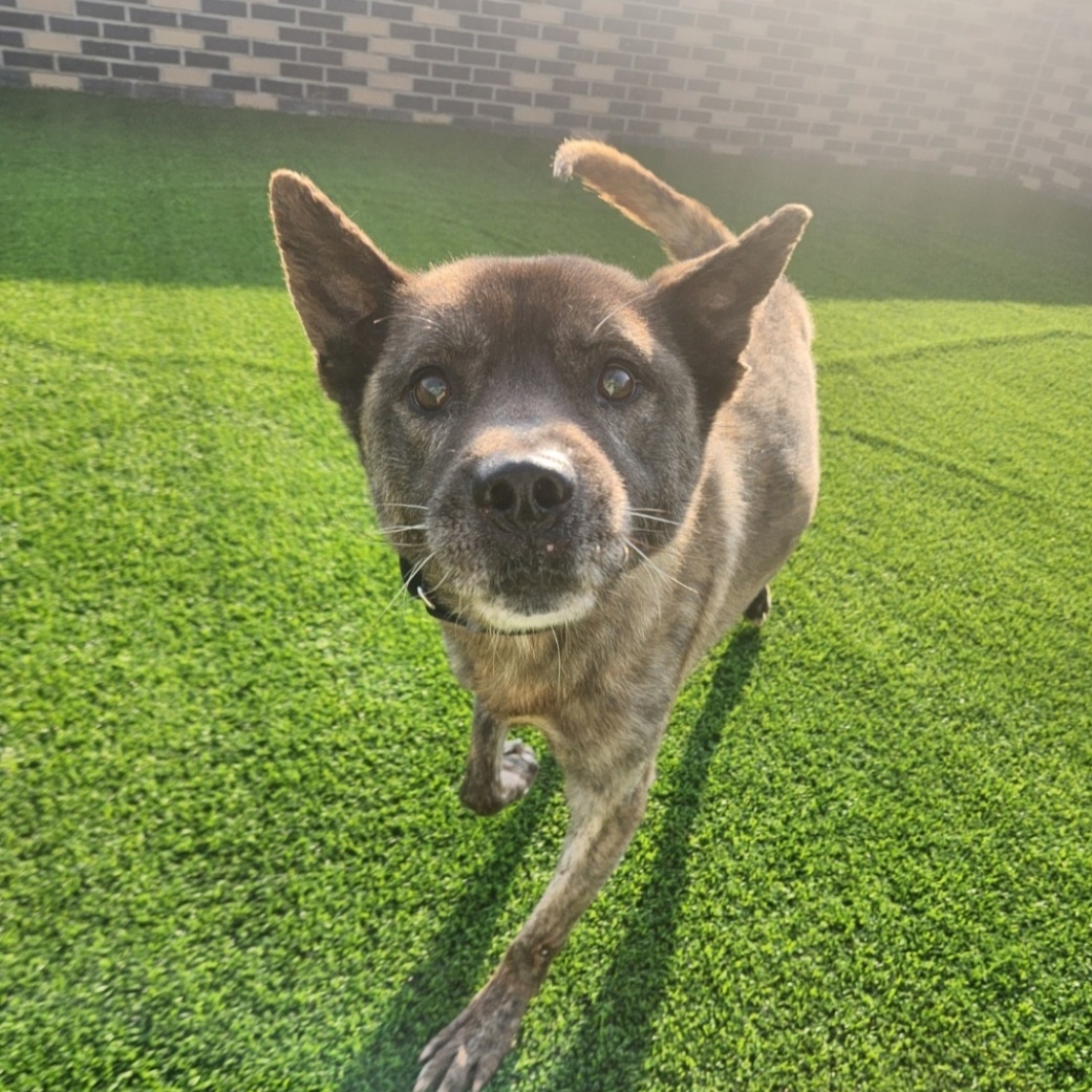 **HODONG, a Adoptable mixed breed in Springfield, VA image 3/5