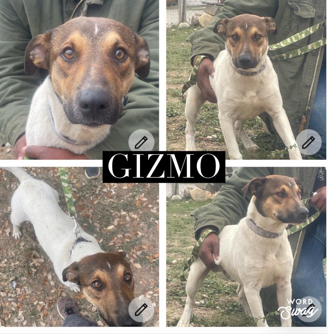 Enlarge gizmo, a ADOPTABLE mixed breed in canyon lake, TX image 1/1