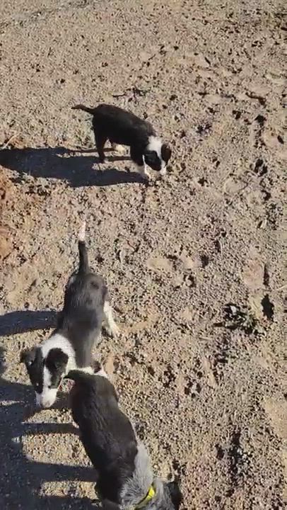 Enlarge Stevie Nicks, a Adopted mixed breed in Moab, UT video 1/5