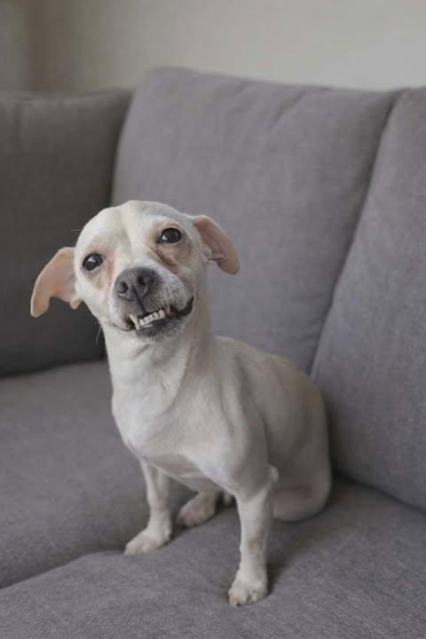 Trix, a Adoptable mixed breed in Virginia Beach, VA image 2/2