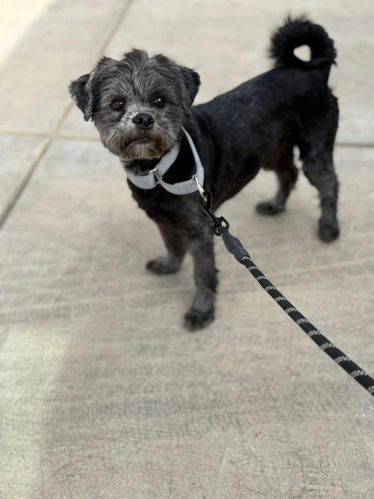 Church, Adoptable, Young Male Shih Tzu.