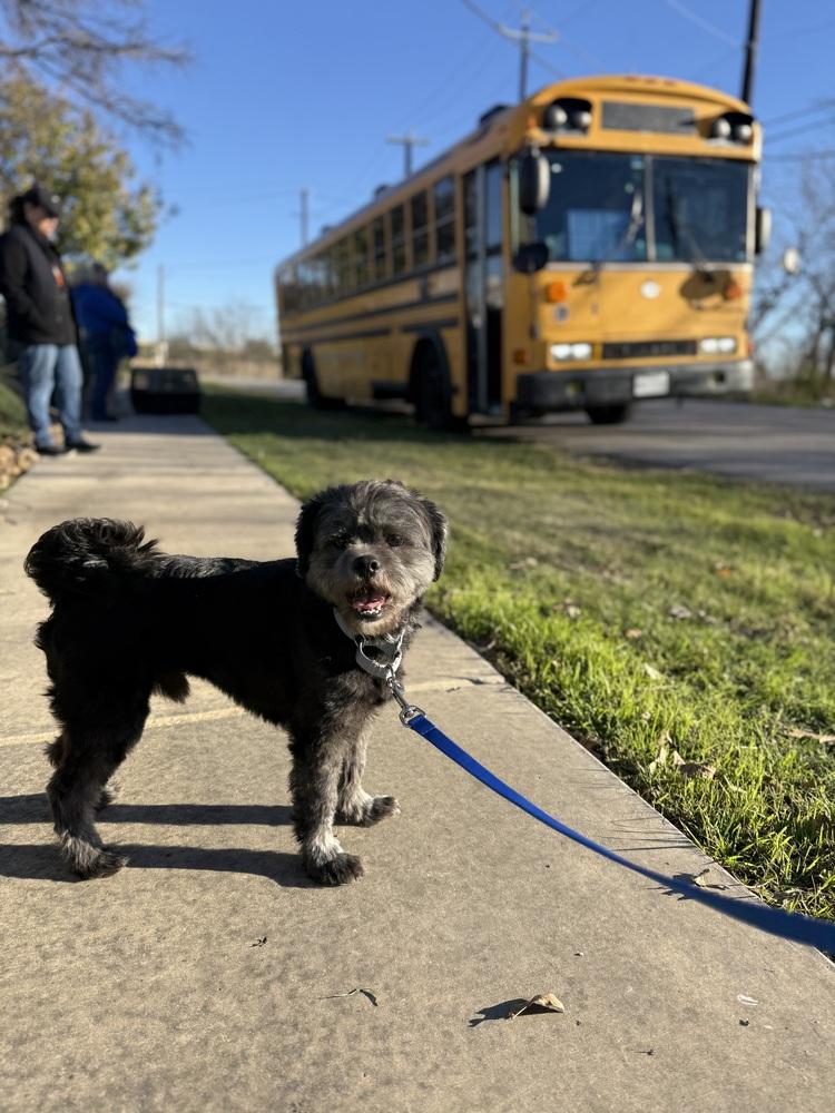 Enlarge Church, a Adoptable Shih Tzu in Denver, CO image 3/6