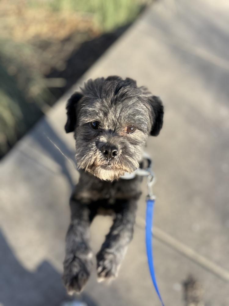 Enlarge Church, a Adoptable Shih Tzu in Denver, CO image 4/6