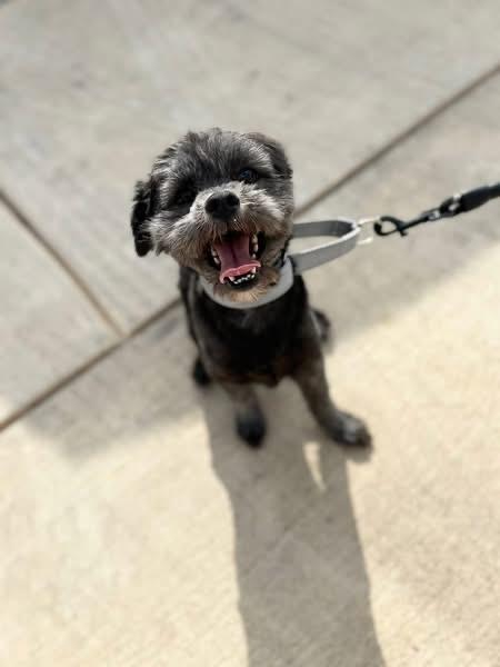 Enlarge Church, a Adoptable Shih Tzu in Denver, CO image 5/6