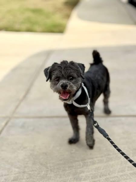 Enlarge Church, a Adoptable Shih Tzu in Denver, CO image 6/6