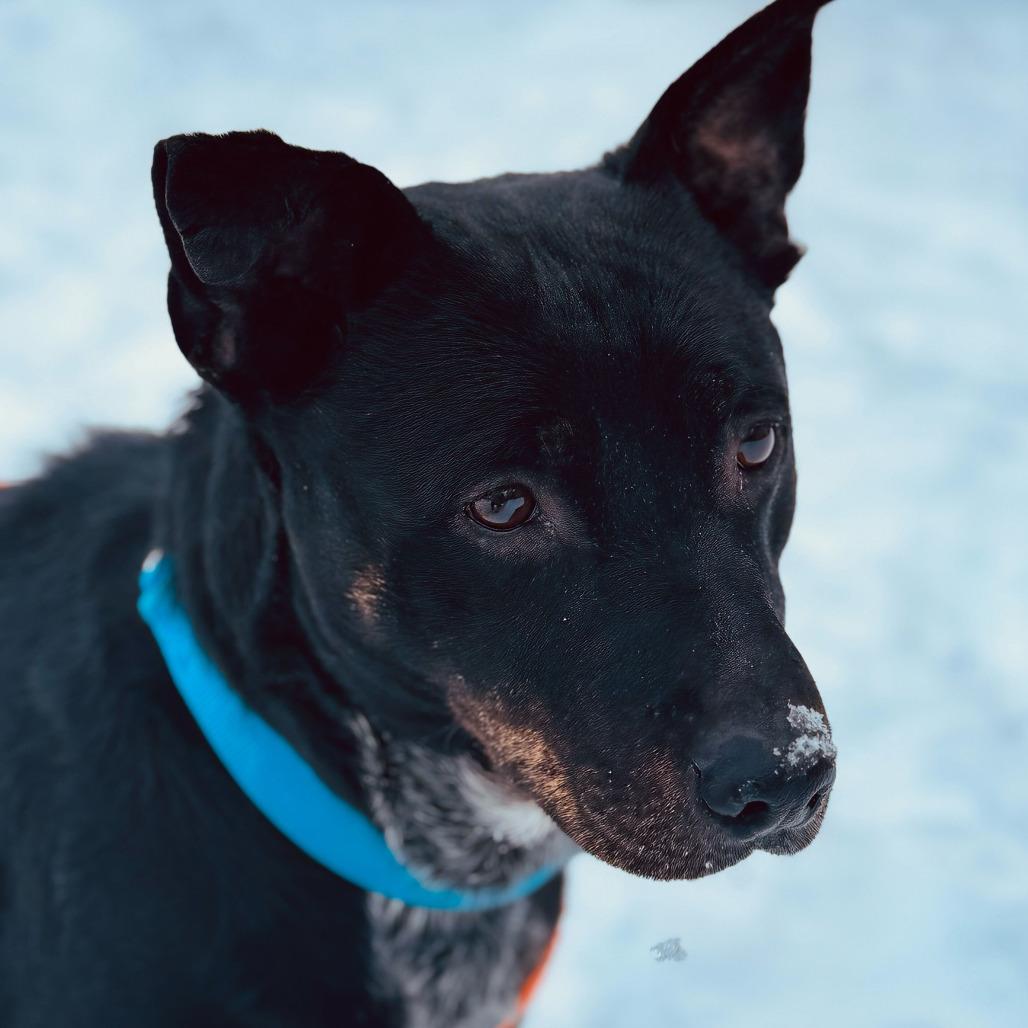 Oaklina, Adoptable, Adult Female Cattle Dog & American Staffordshire Terrier.