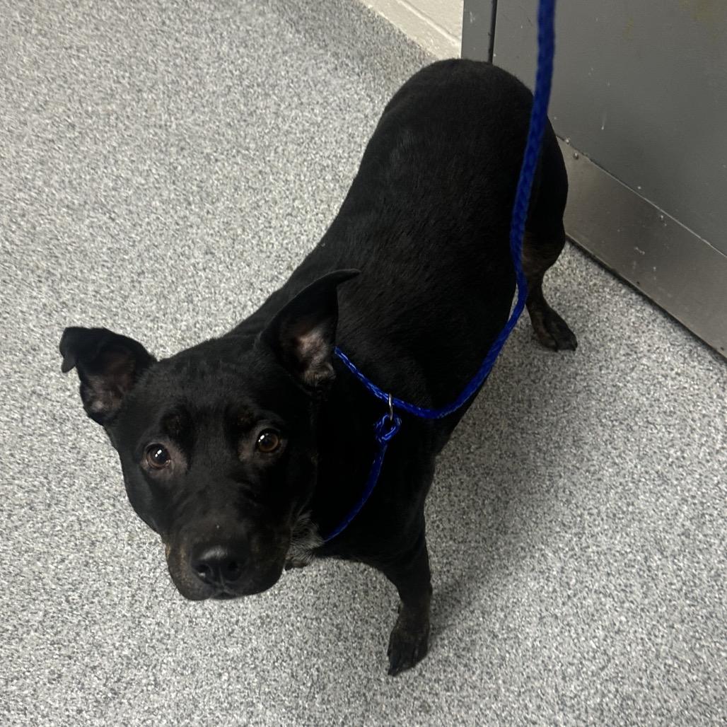 Enlarge Oaklina, a Adoptable mixed breed in Grand Rapids, MI image 2/3