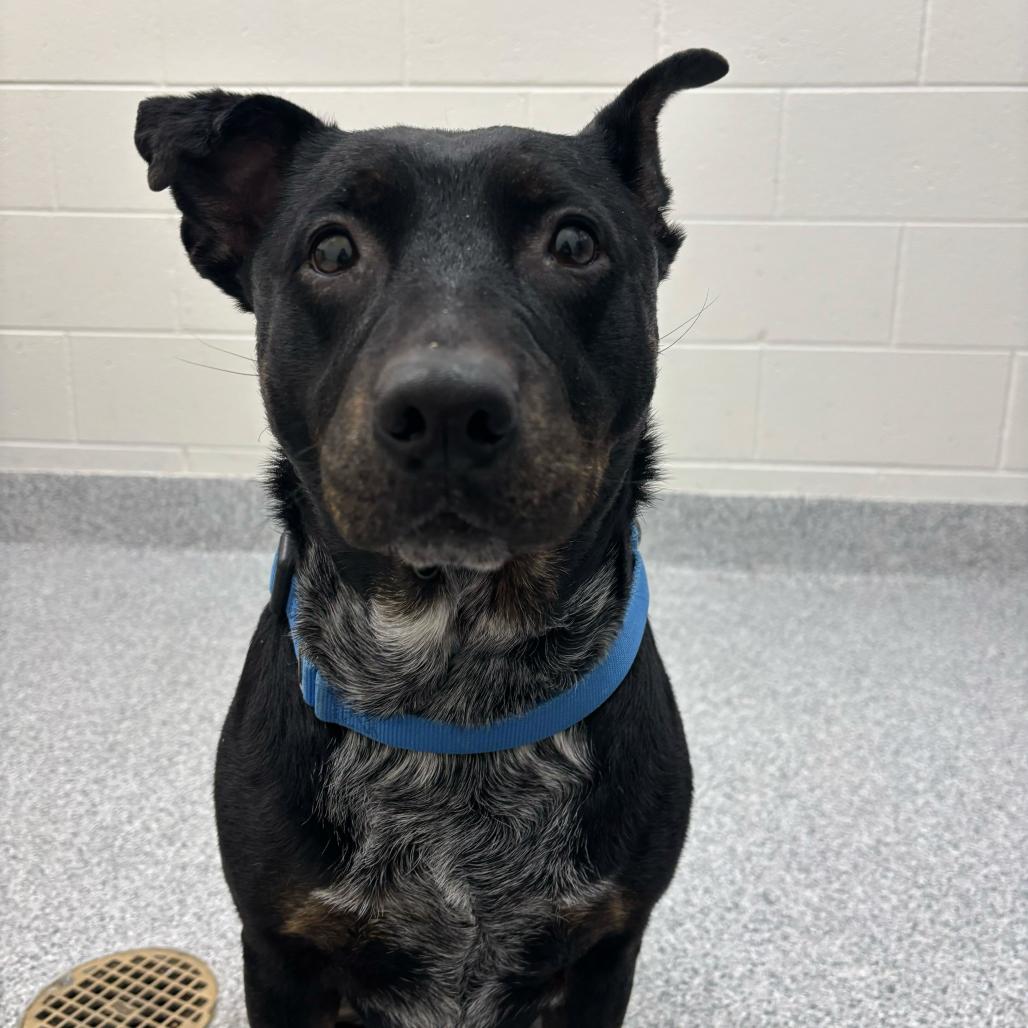 Enlarge Oaklina, a Adoptable mixed breed in Grand Rapids, MI image 3/3