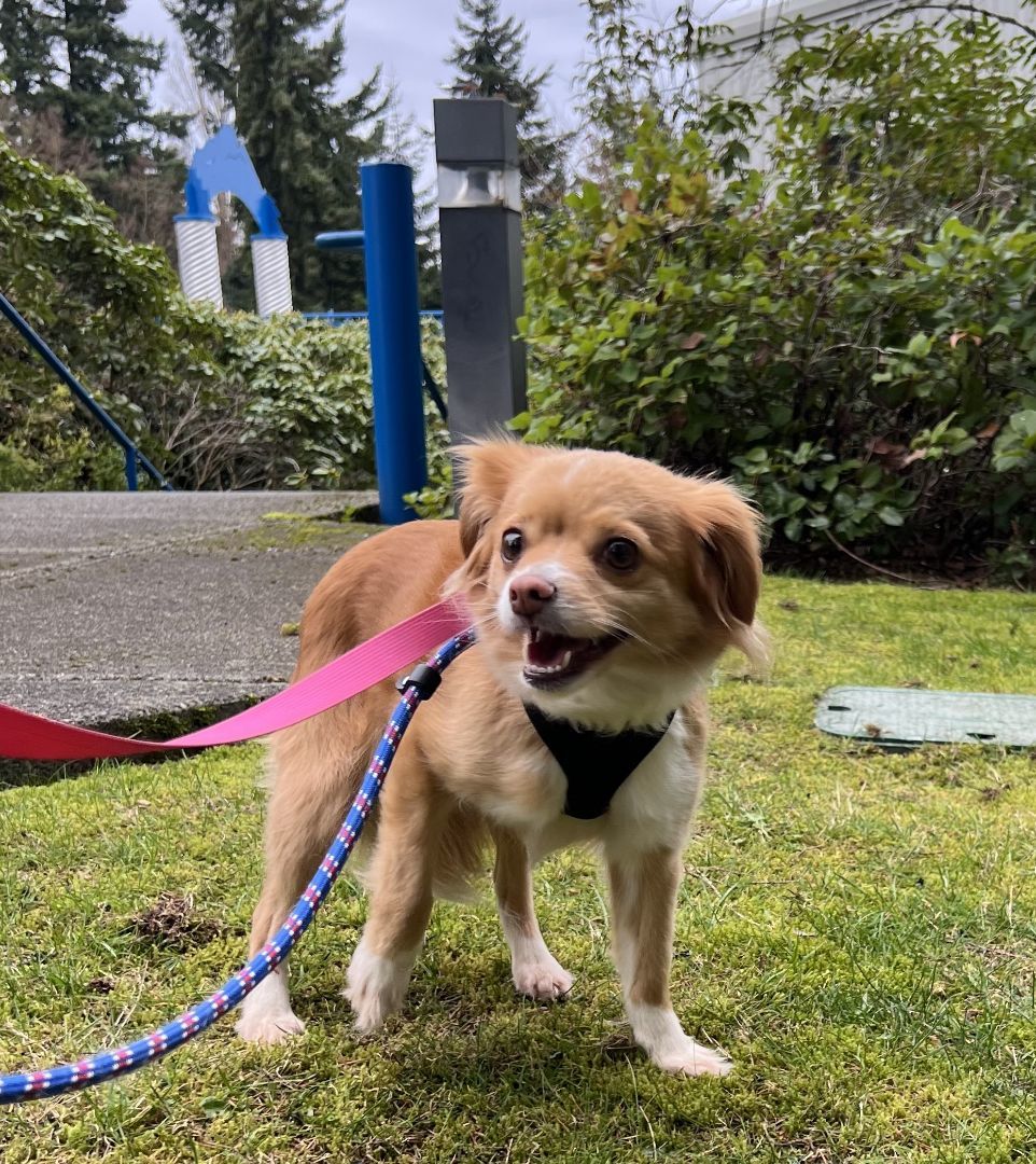 Enlarge Savannah, a Adoptable mixed breed in lynnwood , WA image 7/11