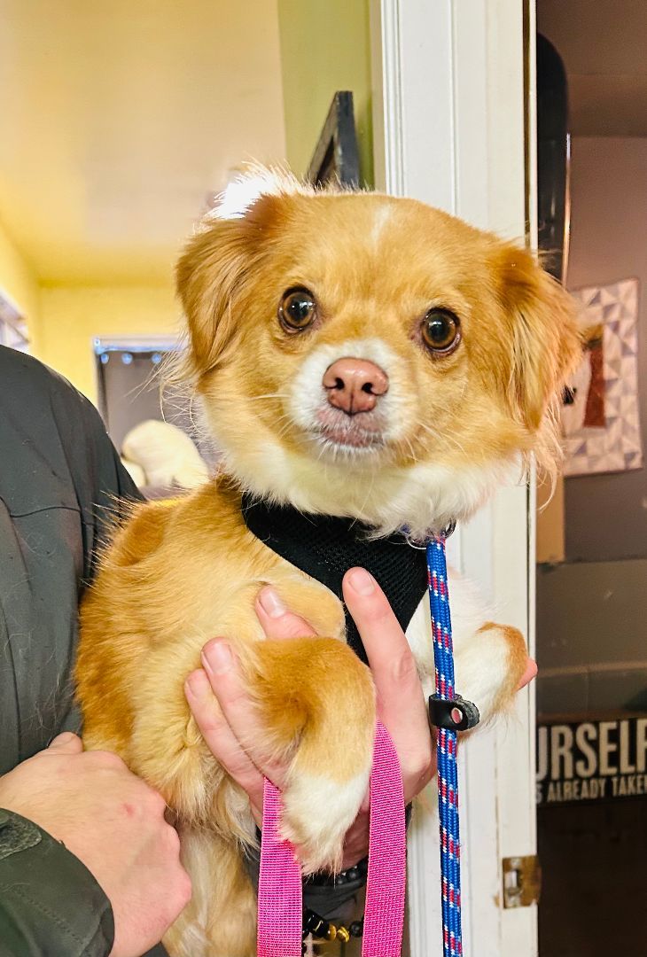 Enlarge Savannah, a Adoptable mixed breed in lynnwood , WA image 8/11