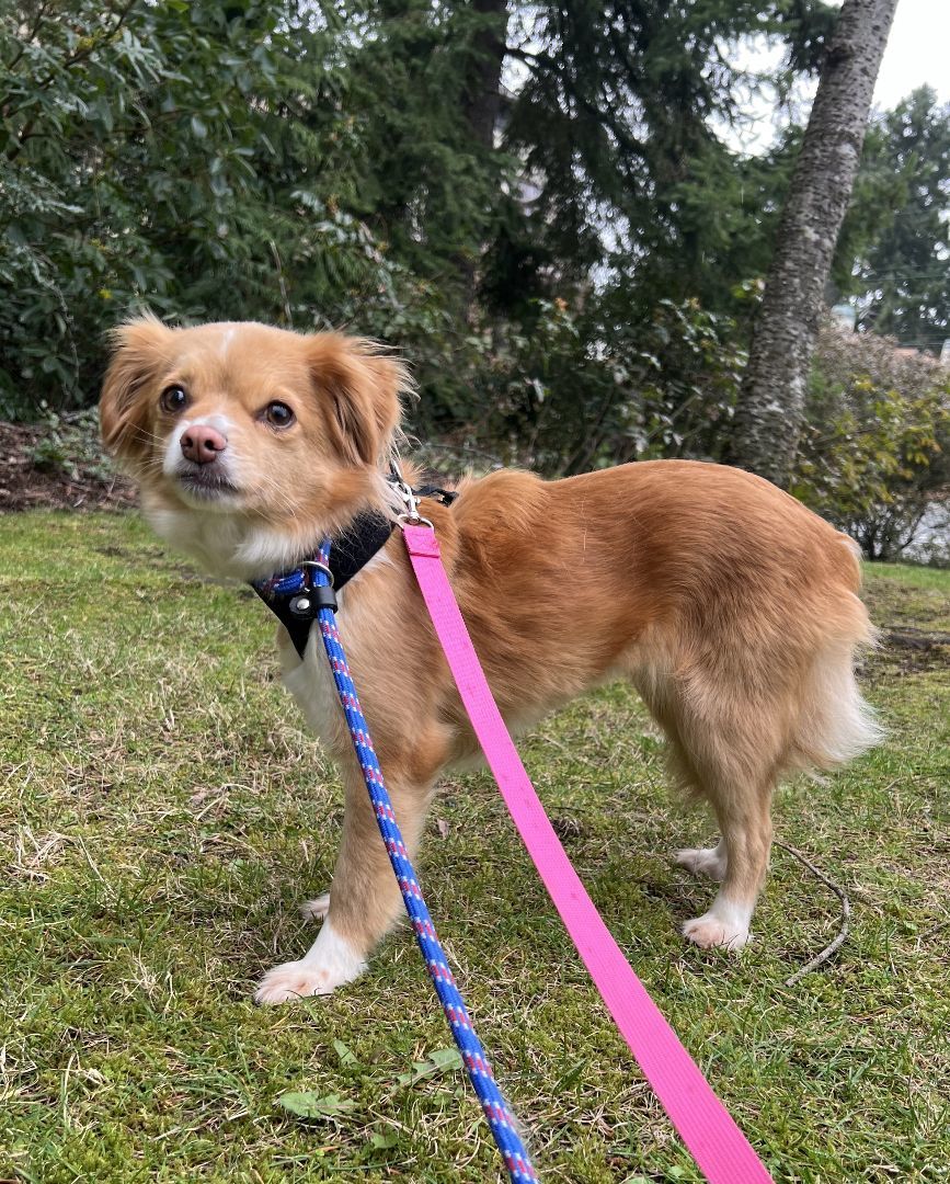Enlarge Savannah, a Adoptable mixed breed in lynnwood , WA image 1/11