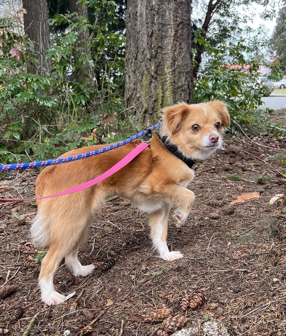Enlarge Savannah, a Adoptable mixed breed in lynnwood , WA image 9/11