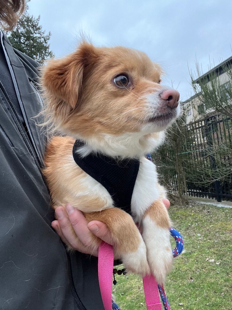 Enlarge Savannah, a Adoptable mixed breed in lynnwood , WA image 10/11